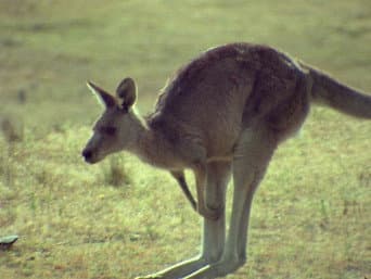 The Rise of the Mammals
