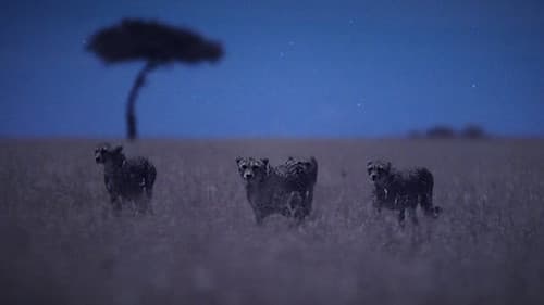 Moonlit Plains